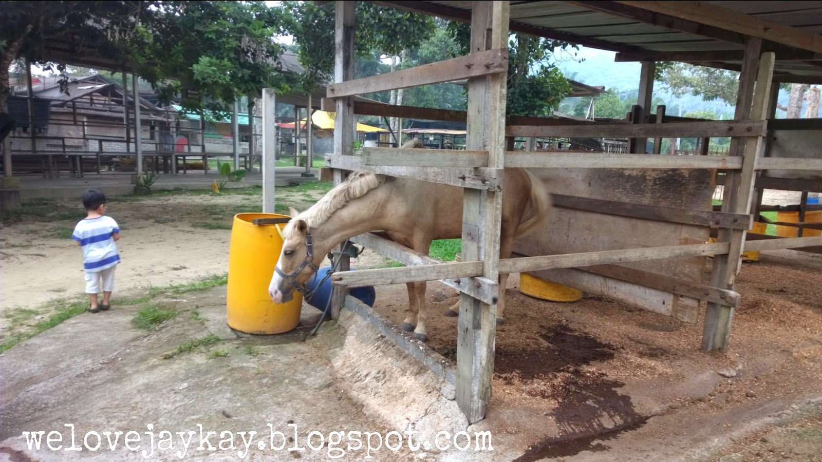 Broga Rabbit Fun Land (Rabbit Farm in Semenyih, Malaysia) 马来西亚兔子乐园